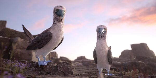 Chill “Blue Footed Booby”